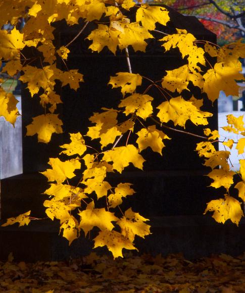 Yellow maples black headstone Bright yellow leaves superimposed above a black gravestone at Mt Auburn Cemetary in Boston Massachusetts