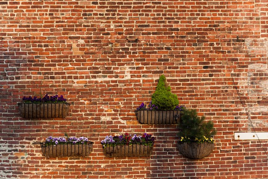 Hanging planters rest on a brick wall, Ricky's Flower Mart, Union Square, Somerville, MA pansies and evergreens in planters against an old brick wall with faded writing on it