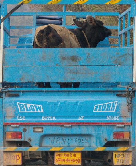 Cow in rear A cow stands in the back of a blue truck with Indian writing on it.