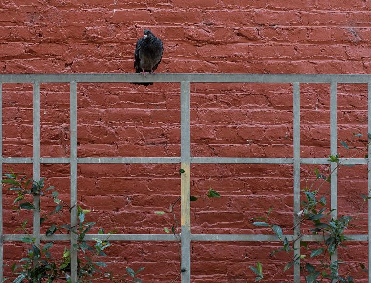 Pigeon on a metal fence with vines Pigeon faces the viewer from a bare metal trellis that has green vines growing on it in front of a painted red brick wall