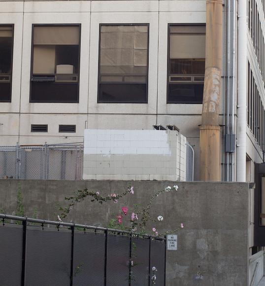 Flowers in unexpected places Pink and purple flowers are visible above and along a black metal and mesh fence in front of a concrete wall and