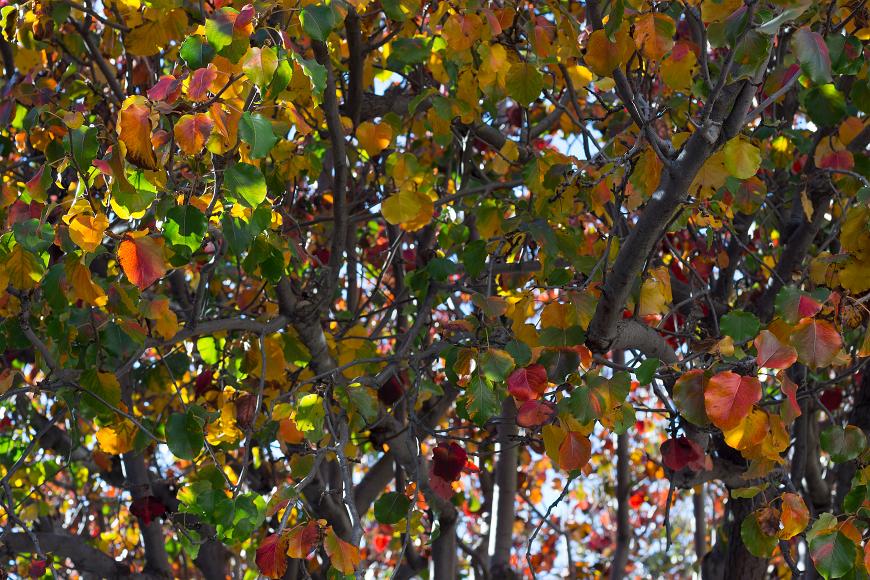 Fall Colors Green, red, orange, and yellow leaves all on the same tree in January, which is really very late fall in San Francisco California