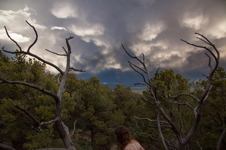 Ginger dead branches and stange clouds in the Sangre de Christo Mountains