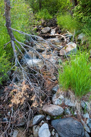 Mountain spring near my land in the San Luis Valley of Colorado