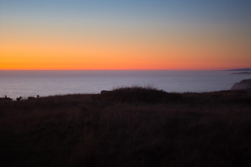 Elk on Pt Reyes above the Pacific Ocean at dusk Elk graze on a hillside with cliffs leading down the ocean and visible in the distance with the sky orange and pink from the setting sun