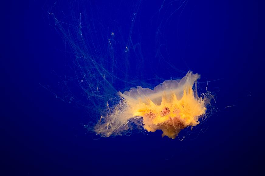 Jellyfish #1 Orange jellyfish against a deep blue background at the Monterey Aquarium in Monterey California
