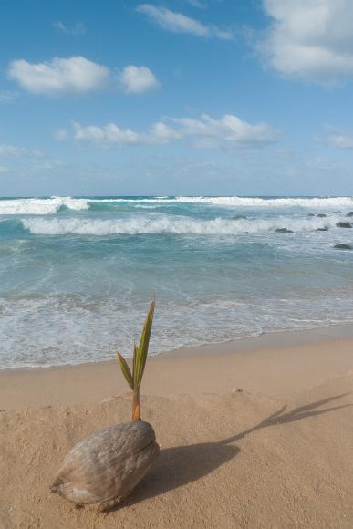 Baby palm tree srpouting from a coconut on the beach