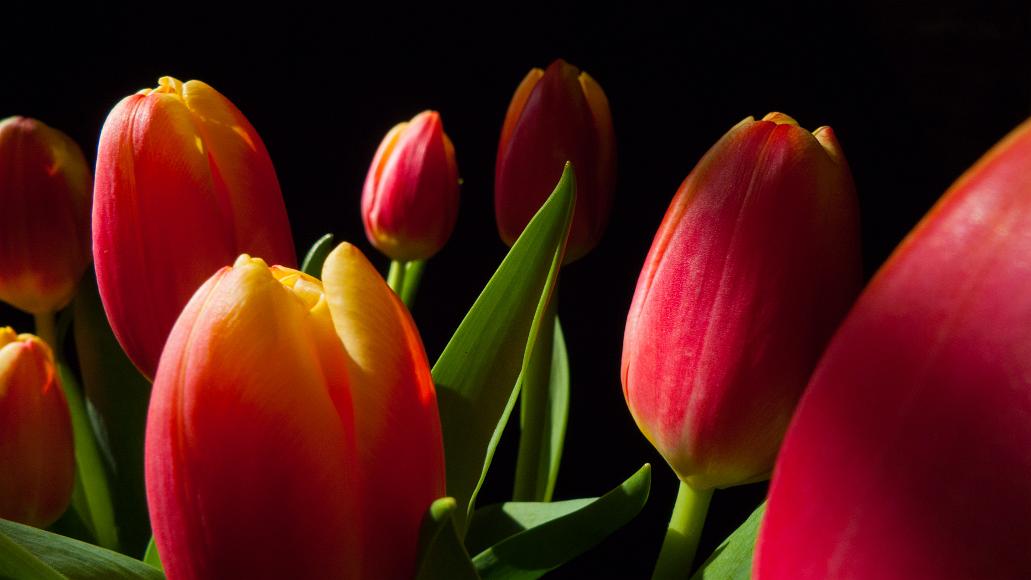 Red tulips red and yellow tulips lit from the side against a black background