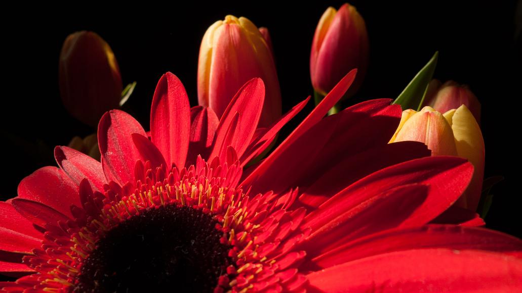 Red and yellow flowers against a black background