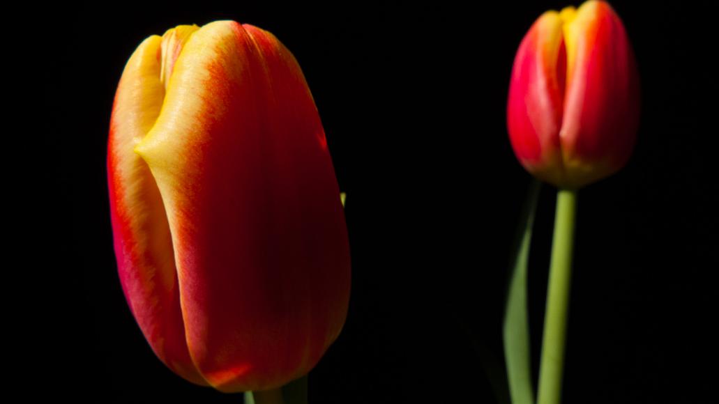 Two red and yellow tulips in tension Two red and yellow tulips one in focus and one out of focus shown against black background