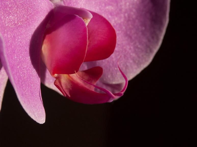 Closeup of a Purple Phaleonopsis Orchid flower against a black background