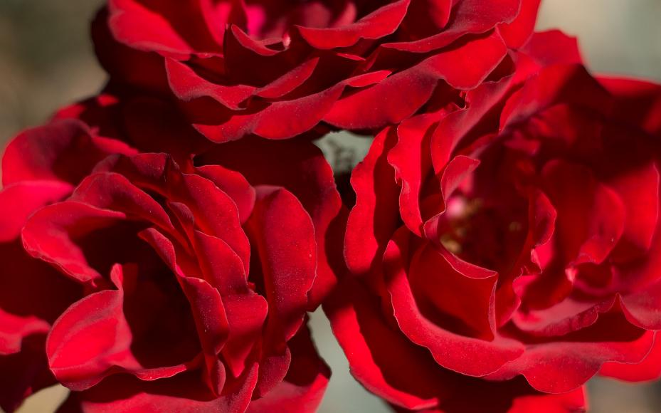 Three red roses against a brown background in Oakland's Morcom Rose Garden