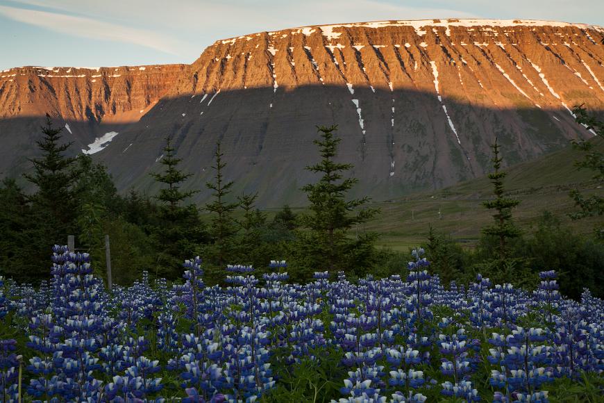 Lupines in the Icelandic Fjord region Purple flowers shaded in the foreground against shaded evergreen trees and half lit striated eroding cliffs