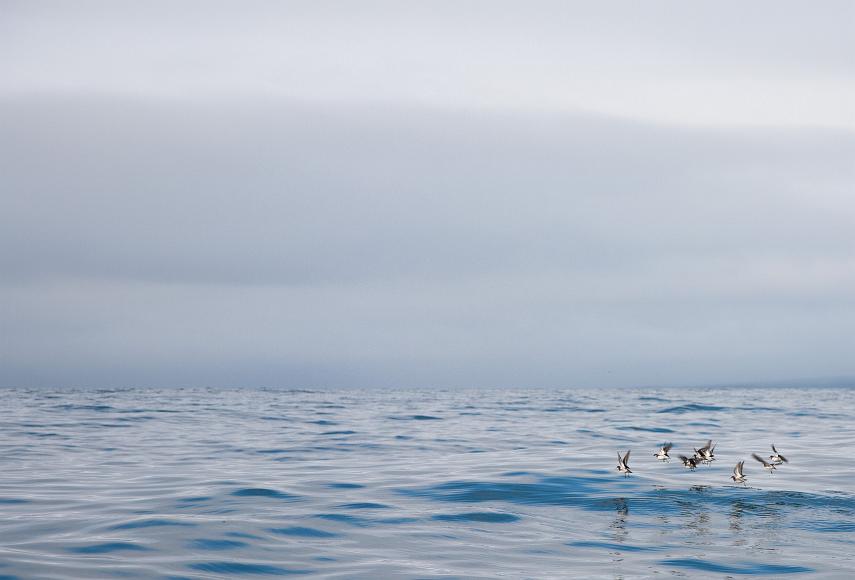 Puffins fly skimming the water puffin birds fly in formation just above the oceans slightly turbulent surface