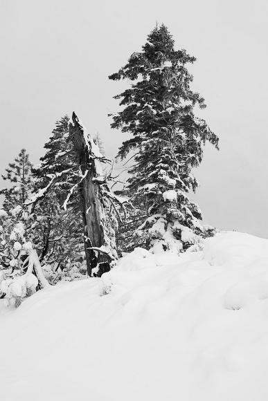 Pine trees in snow Two pine trees one dead and one living are covered in heavy snow with deep snow in the foreground and a featureless grey sky in the background in South Lake...