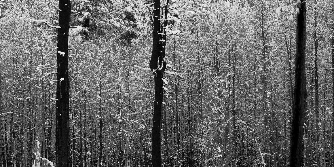 Three large trees and many small ones in the snow near lake tahoe and with my apologies to Jackson Pollack in South Lake Tahoe California