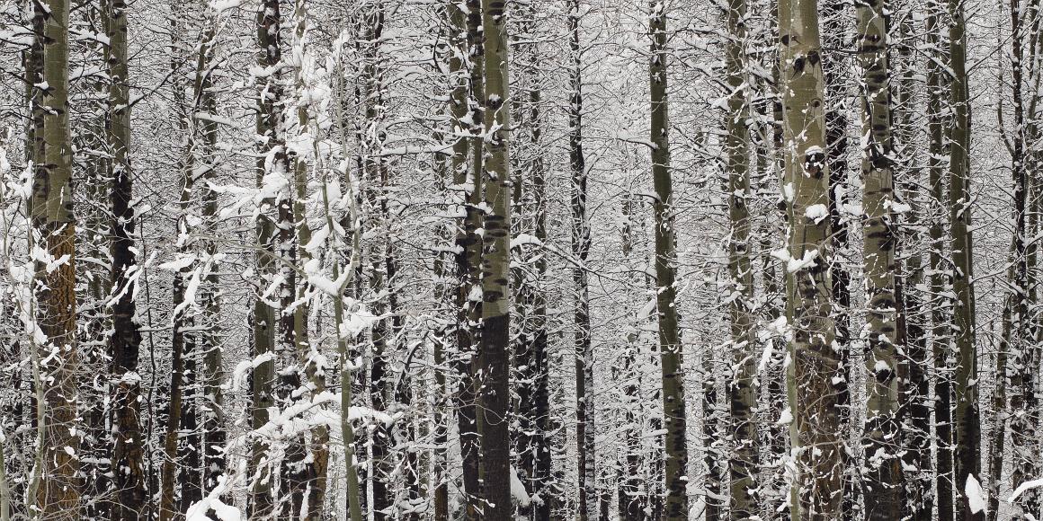Many white trees covered with snow straight vertical trees growing very close together in South Lake Tahoe California