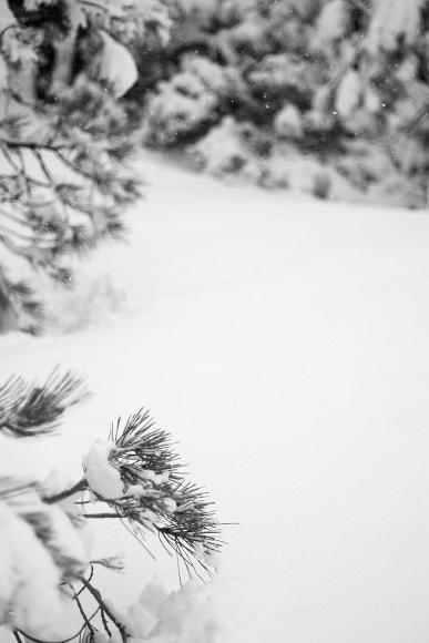 Snow falling on snow and pines black and white image of a pine tree covered with snow while it's snowing with out of focus trees in the background in South Lake Tahoe California
