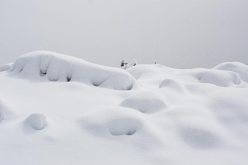 Shades of white Humps of snow covering pine trees with just a bit of pine tree visible against a featureless grey sky in South Lake Tahoe California