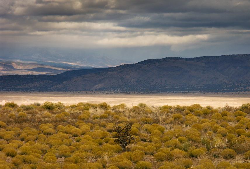 Lone Cholla and tiny bushes in the foothills of the Jemez Mountains New Mexico.JPG One cholla cactus towering above smaller light yellowish green shrubs and a few yucca with a more barren section behind leading up to the first barely treed...