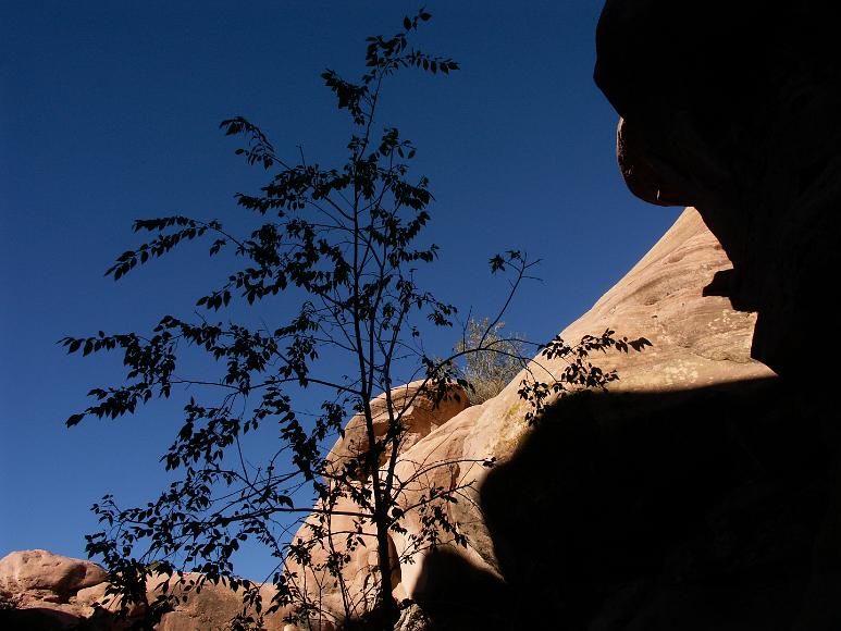 Olive tree silhouetted in a sandstone canyon, Garden of the Gods, Cerrillos, New Mexico Russian Olive tree in silhouette against an achingly blue sky in front of knobby and striated pink orange and yellow sandstone canyon walls