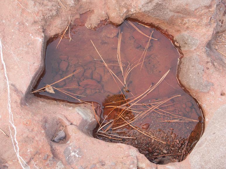 Pine leaves rest in a puddle, Garden of the Gods, Cerrillos, New Mexico Dried pine needles rest in a puddle in a depression in a pink sandstone rock with white bands