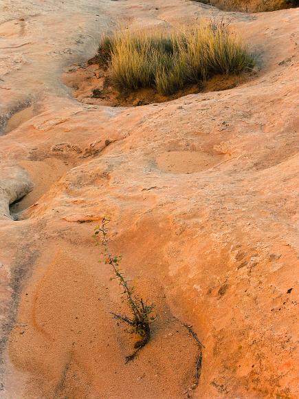 Plants, sand and pink sandstone in the Garden of the Gods, Cerrillos, New Mexico One small oak bush on sand in the foreground and grass on another patch of sand in the background, all one undulating rounded pink sandstone forms with the last...