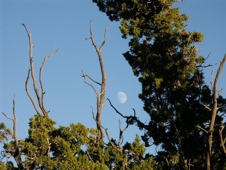 Three quarter moon in front of a half ghost juniper tree at sunset, Cerrillos, New Mexico Four large bleached dead branches, one large live branch, and other live bits of a juniper tree, with some of the branches framing the newly risen three...