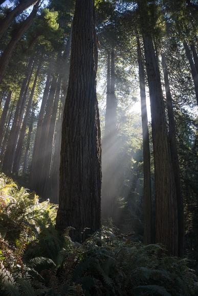 Mostly sun with just a little fog backlit scene with sunlight streaming through fog onto redwoods and ferns