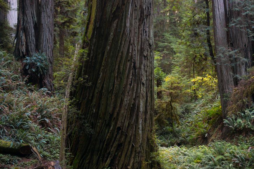Big fat twisty redwood tree with small hangers on. Big trees in Prairie Creek Redwoods State Park 1