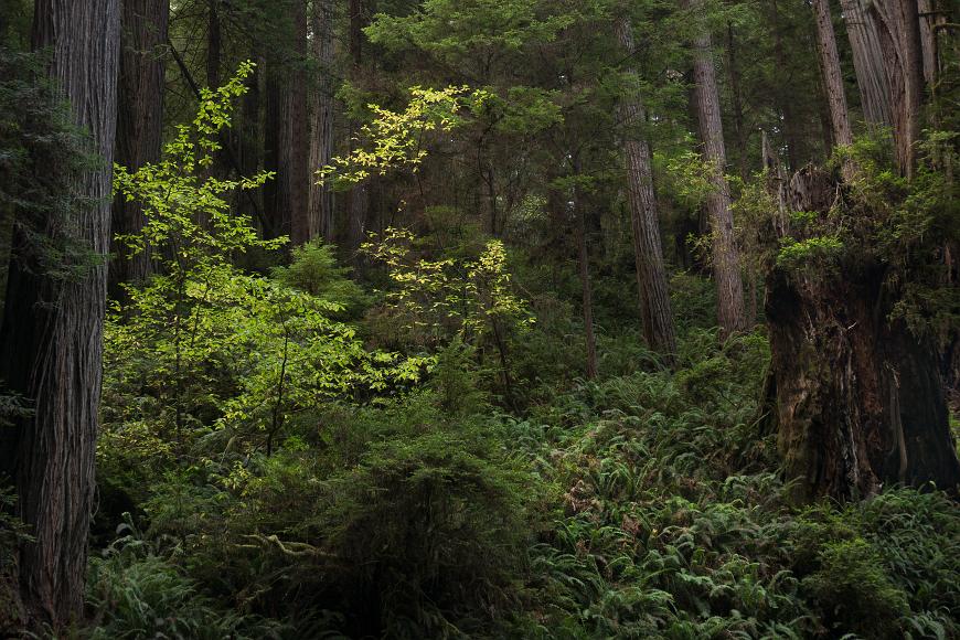There are magical places in this world Big trees in Prairie Creek Redwoods State Park 2