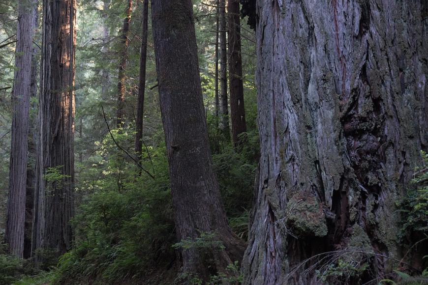 Big trees in Prairie Creek Redwoods State Park 1