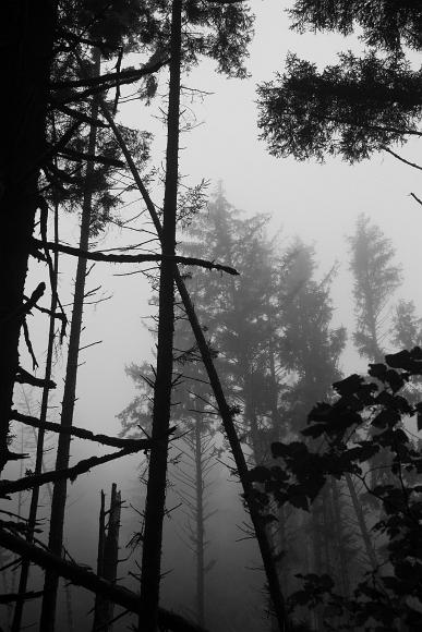 Silhouetted trees in the fog. Shapes of pine trees in the fog in