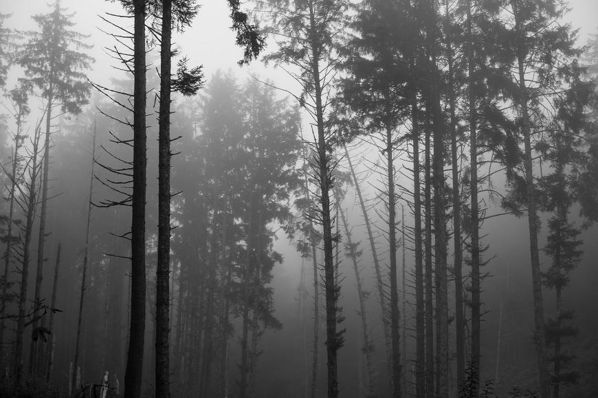 Trees silhouetted in the fog pine trees with lots of dead lower branches stand up in the fog