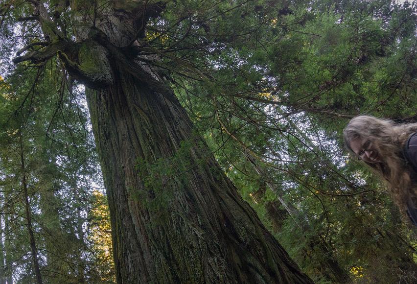 Kat under the twisted El Viejo Del Norte in the Grove of the Titans Redwood burl comes sweeping out of the 5th largest redwood by volume giant long redwood dong
