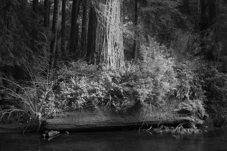 Stump Tree and River A redwood stump with many different kinds of shrubs and trees growing out of it lies horizontal at the edge of a shallow creek and a large redwood tree can be...