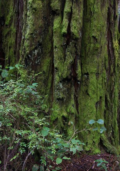 Against a mossy redwood wall young green leaves in front of a massive redwood covered in green moss