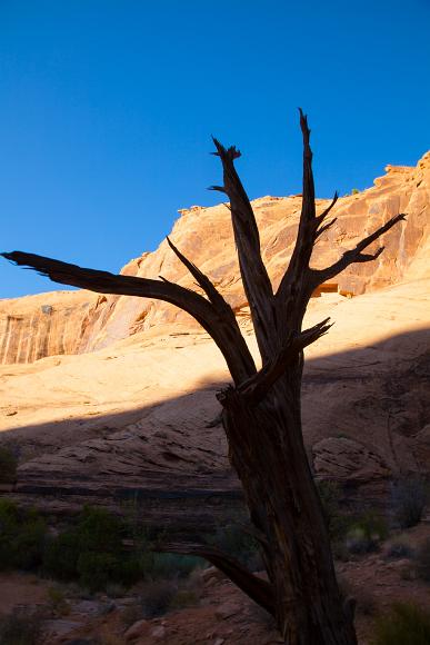 Dead juniper tree and canyon wall in Negro Bills Canyon in Utah