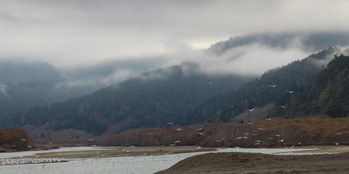 Seagulls fly before forests and fog Seagulls by a coastal stream and estuary against a backdrop of redwood studded hills shrouded in thick heavy fog