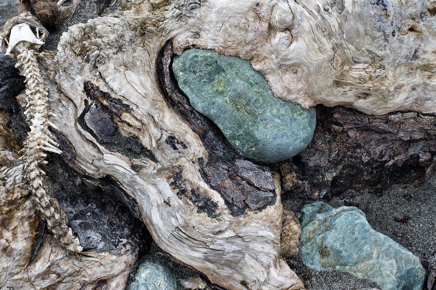 Detail of some kind of skeleton stumps sand and blue colored rocks mostly missing skeletal remains of some small animal with just a bit of fur showing near the head arrayed on a gnarled wooden driftwood stump that has wrapped...