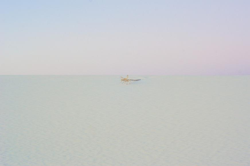 White Sands 2012 06 Yucca skeleton on a white gypsum sand dune undernearth a purple and pink dusk sky in White Sands National Monument in New Mexico