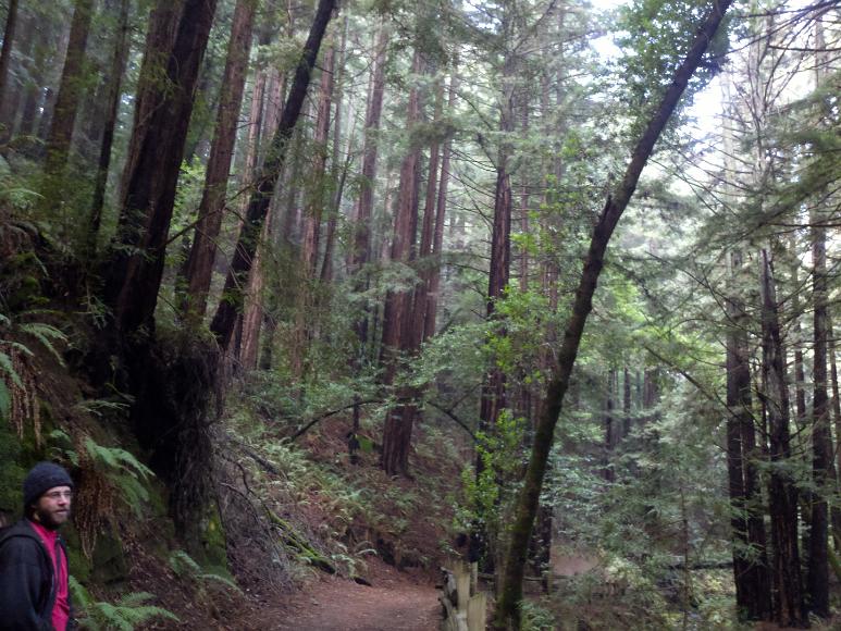Chris on a trail in Redwood Regional Park A man with a beard and a knit caps stands at the edge of a trail through a second growth redwood forest with lots of young small trees growing closely together