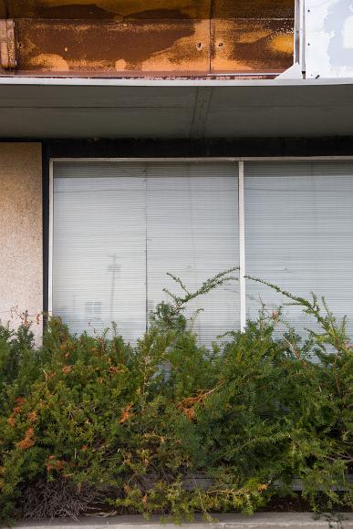 Unkempt bushes and windows, Abandoned gas station detail #7