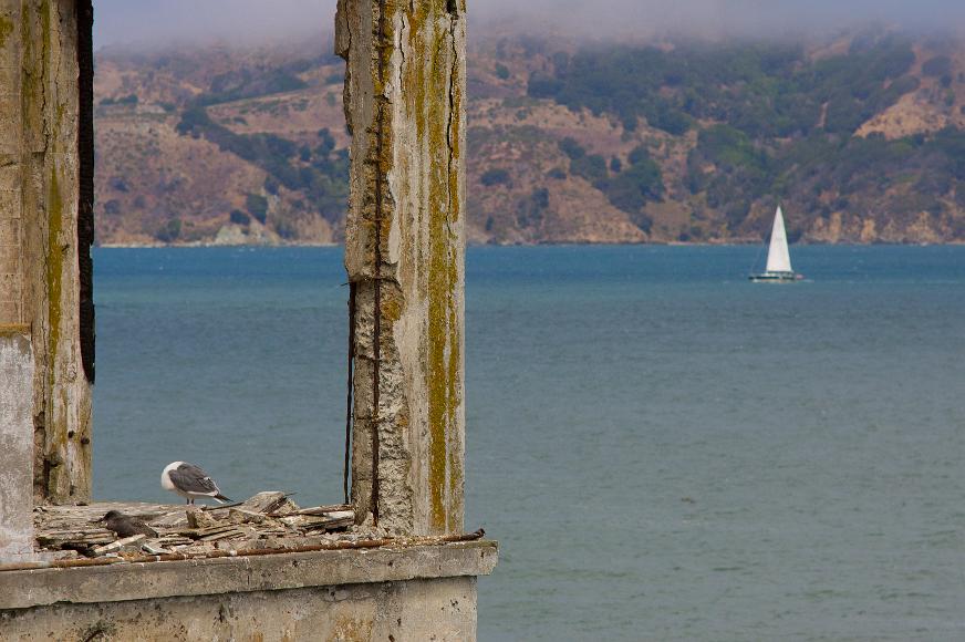 Bird and Boat A sailboat at full sail and chaparral covered coastal hills topped with a thick enveloping fog bank can be seen in the distance beyond crumbling concrete and...