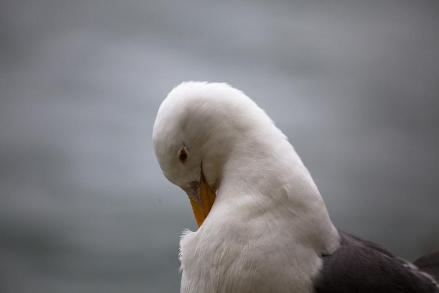 The Western Gull can escape from Alcatraz anytime it wants. Closeup of the white head and grey body of a seagull that is cleaning its beak or its feathers