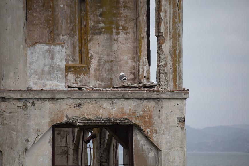 Alcatraz detail #2 A seagull sits in the concrete ruins of a building on Alcatraz Island in San Francisco Bay