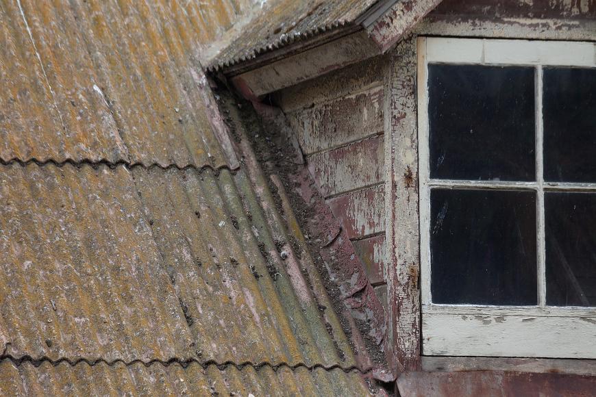 Alcatraz detail #6 Closeup of a corrugated metal roof with moss and lichen with an old glass window with a faded painted frame