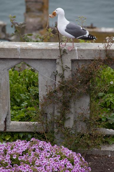 Nesting Season for the Western Gull Seagull with food in its mouth on a crumbling concrete railing behind flower bushes and in front of the sea