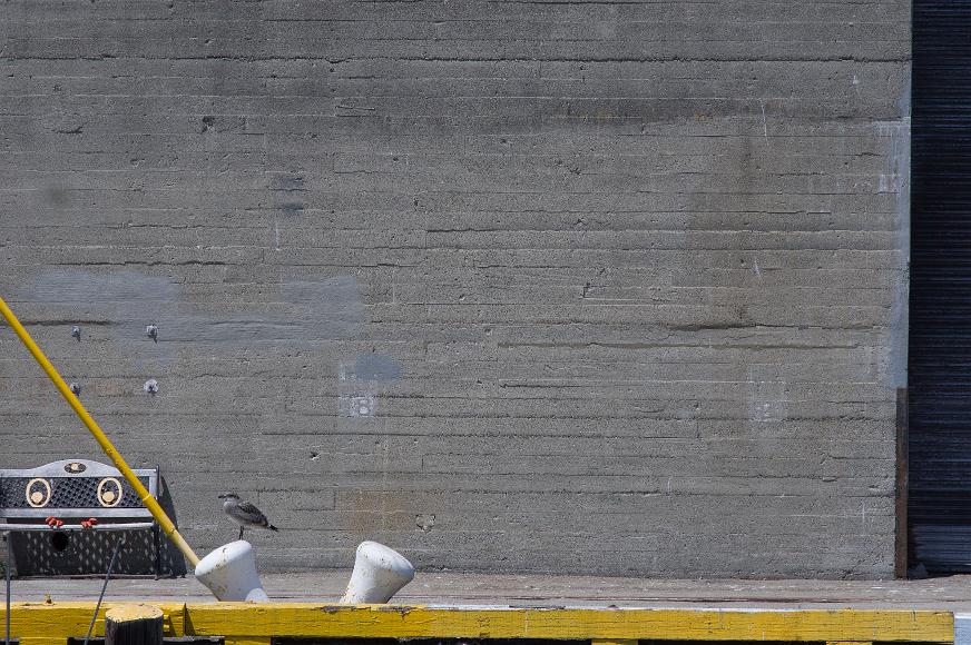 San Francisco Pier Detail #13 Wood and metal bench with rubber gloves painted yellow wood and a bird in front of a concrete wall